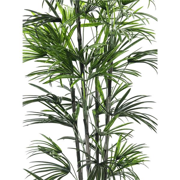 EUROPALMS Fan palm seedling, 150cm