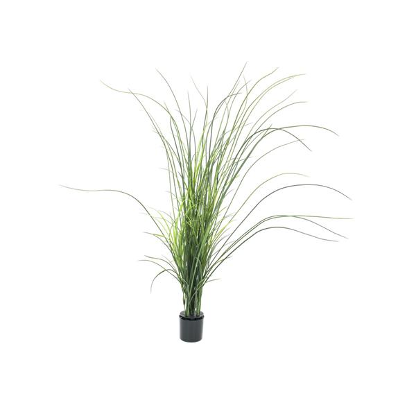 EUROPALMS Reed grass. 145cm