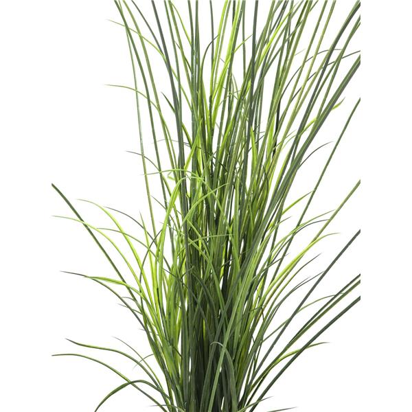 EUROPALMS Reed grass. 145cm