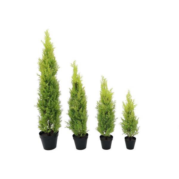 Cypress Leyland 60cm EUROPALMS