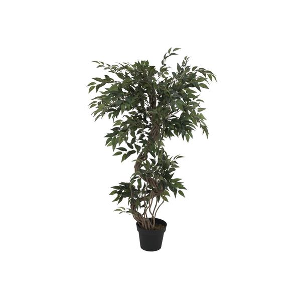 EUROPALMS Ficus multiple spiral trunk, 130cm