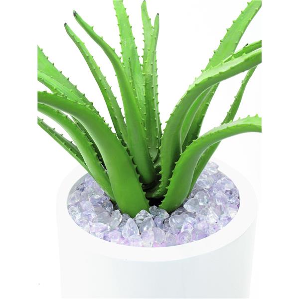 EUROPALMS Aloe Vera Plant, 63cm