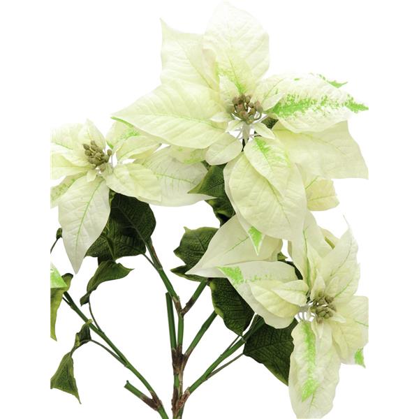 EUROPALMS Poinsettia bush, cream, 60cm